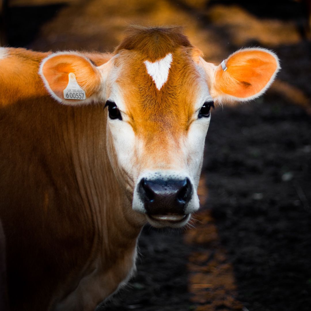 Las vacas: Sagradas en India